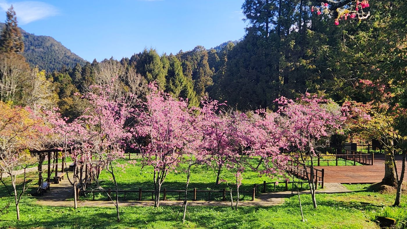 阿里山國家森林遊樂區內多達31種的櫻花品系已陸續綻放圖為阿龜櫻.jpg